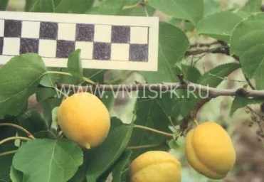 Сорт абрикоса Первенец Самары (Куйбышевский Ранний) 0