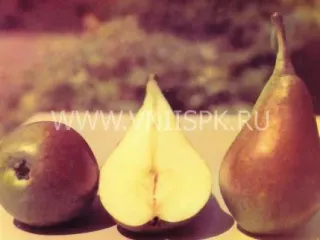 Сорт груши Ранняя Сергеева