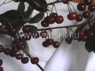 Сорт вишни Казачка
