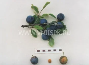 Сорт сливы домашней Теньковская Синяя 0