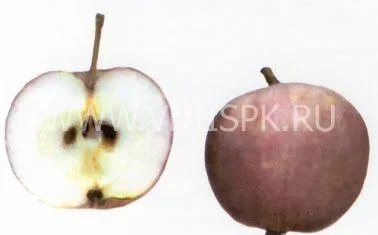 Сорт яблони Лада (Яблоня) 0