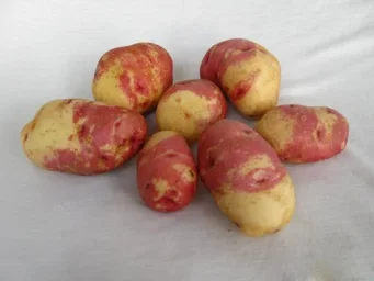 Сорт картофеля Иван да Марья 0