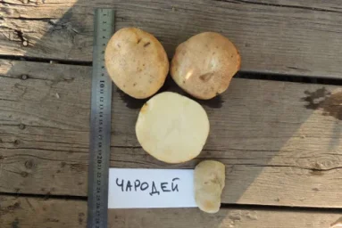 Сорт картофеля Чародей 1
