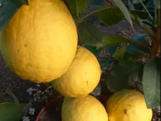 Сорт лимона Новозеландский
