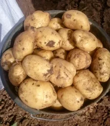 Сорт картофеля Ривьера 0