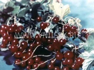 Сорт смородины красной Мечта (Смородина Красная)