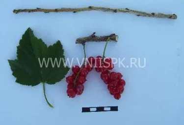 Сорт смородины красной Задунайская (Красная Смольяниновой) 0