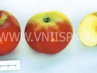 Сорт яблони Анис Алый (Анис Бархатный, Анис Сафьянный, Анис Красный)