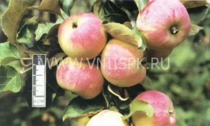 Сорт яблони Зимний Шафран 0