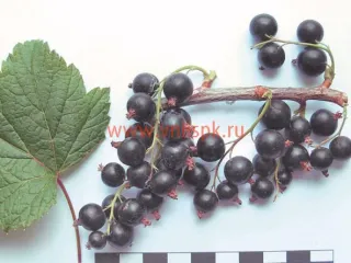 Сорт смородины черной Лама