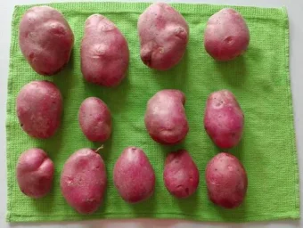 Сорт картофеля Рокко 0