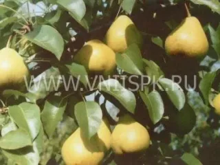 Сорт груши Волшебница (Груша)