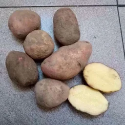 Сорт картофеля Альвара 2