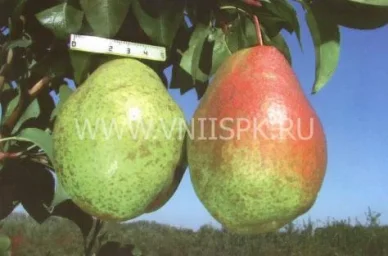 Сорт груши Гера (Груша) 0