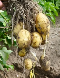 Сорт картофеля Чароит 0