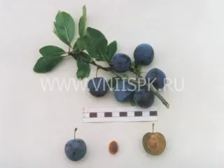 Сорт сливы домашней Теньковская Голубка