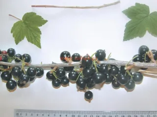 Сорт смородины черной Баррикадная