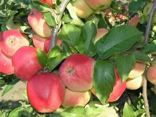Сорт яблони Кандиль Орловский