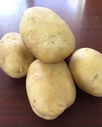 Сорт картофеля Бриз 2