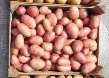 Сорт картофеля Ред Скарлет 1
