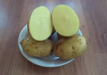 Сорт картофеля Джелли 0