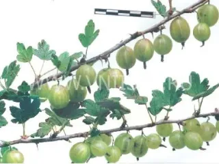 Сорт крыжовника Земляничный