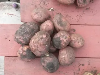 Сорт картофеля Любава