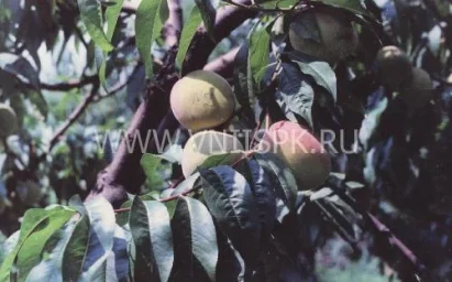 Сорт персика Джаминат 0