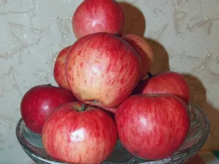 Сорт яблони Башкирский красавец