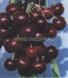 Сорт черешни Память О Кайсыне 0