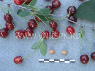 Сорт вишни Русинка