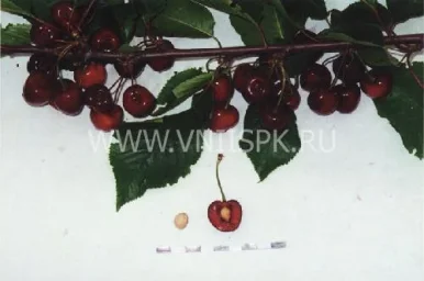 Сорт черешни Долорес 0