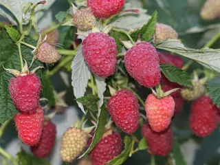 Сорт малины Малиновая гряда