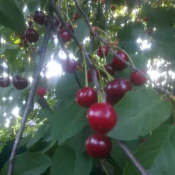 Сорт вишни Шубинка 1