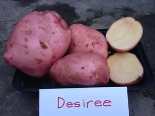 Сорт картофеля Дезире