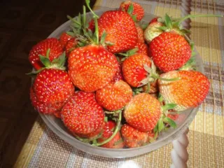 Сорт клубники Дукат