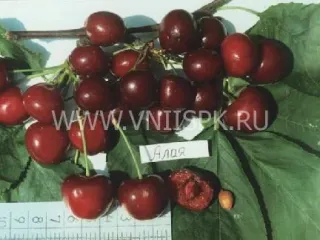 Сорт черешни Алая