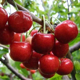 Сорт черешни Василиса 0