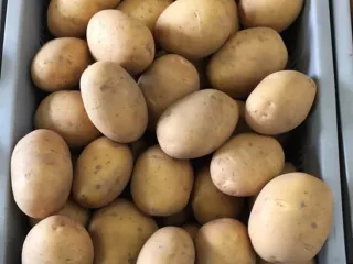 Сорт картофеля Бельмонда (Бельмондо)
