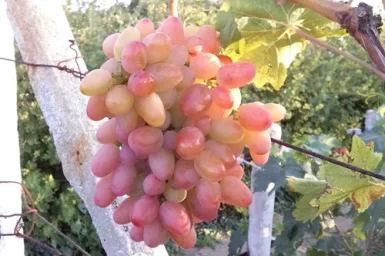 Сорт винограда Гелиос 1