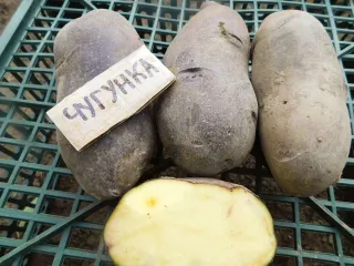 Сорт картофеля Чугунка