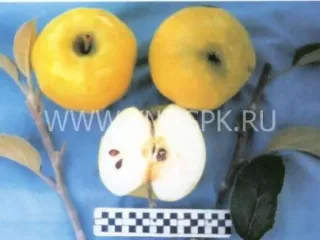 Сорт яблони Кальвиль Снежный (Белоснежное, Белоснежный Кальвиль)