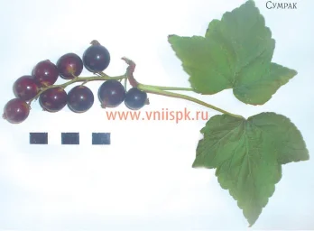 Сорт смородины черной Сумрак 0