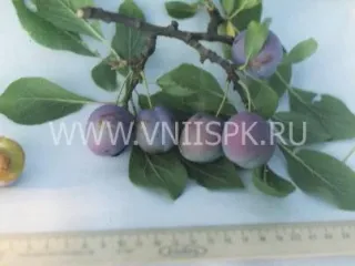 Сорт сливы домашней Сухановская