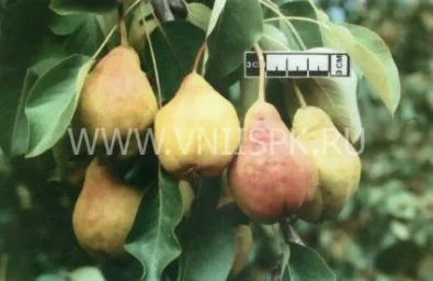 Сорт груши Купава 0