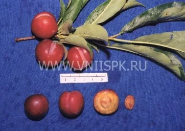 Сорт сливы китайской Тихоокеанская 0