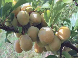Сорт сливы китайской Катунская