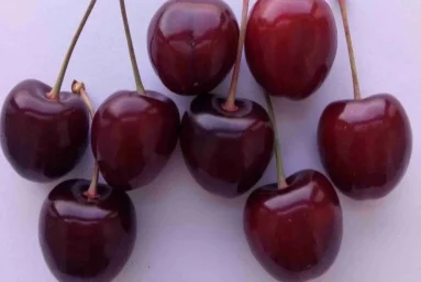 Сорт черешни Карадаг 0