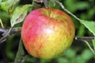 Сорт яблони Дружное 0