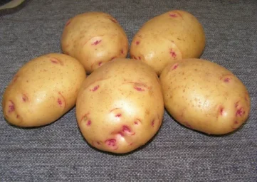 Сорт картофеля Барон 0